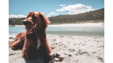 5 nasvetov za pasje vroče poletje
