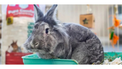 Which Bedding is Best for may Pet?