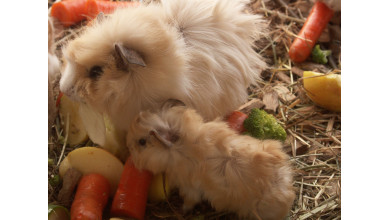Guinea Pig
