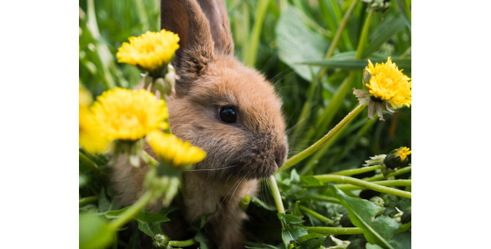 How To Care For Your Rabbit?