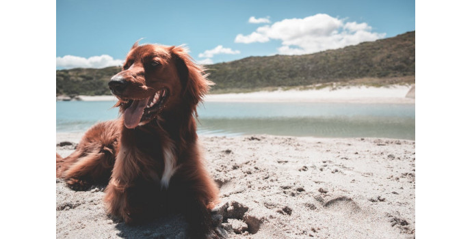 5 tips for a Hot Pet Summer