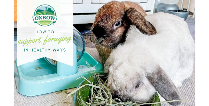 How to Support Foraging in Healthy Ways