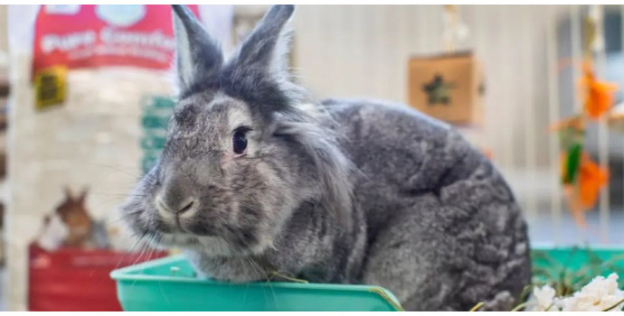 Which Bedding is Best for may Pet?
