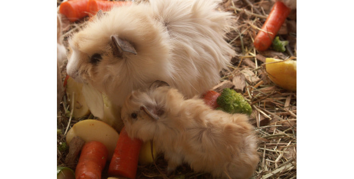Guinea Pig