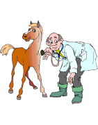 horse injuries