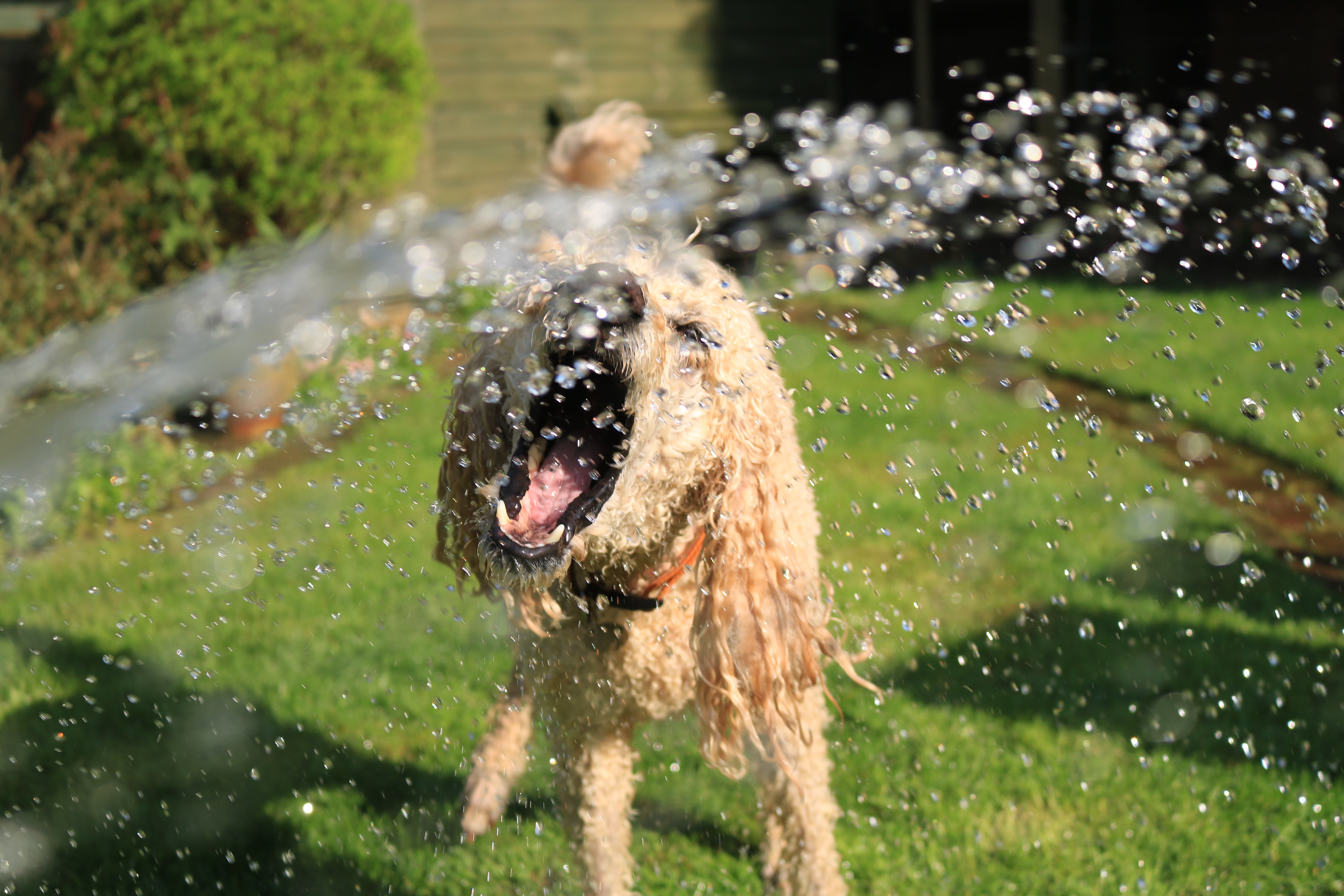 Dog party with a shower