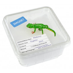 Magnetek Geko v škatli za žuželke