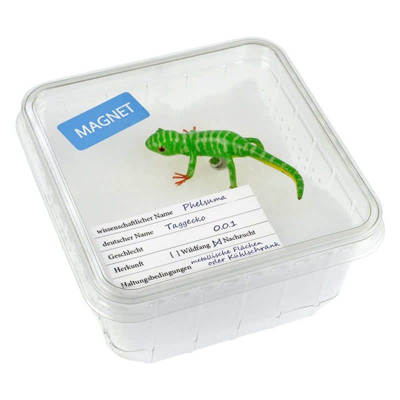 Magnet "Gecko", in Cricket Box