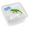 Magnet "Gecko", in Cricket Box