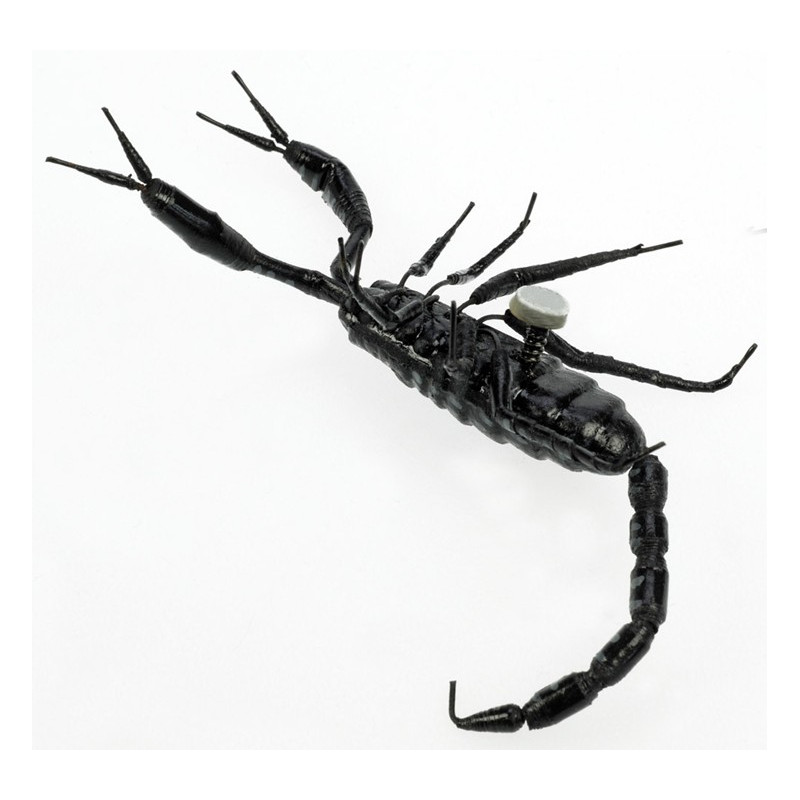 Magnet "Scorpion", in Cricket Box