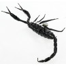 Magnet "Scorpion", in Cricket Box