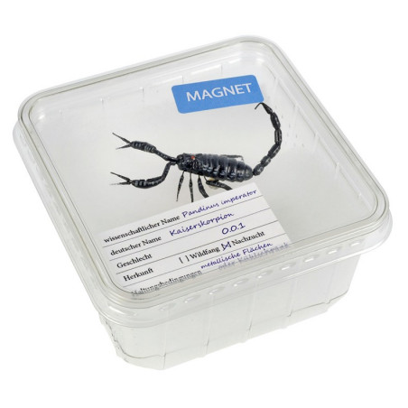 Magnet "Scorpion", in Cricket Box