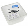 Magnet "Scorpion", in Cricket Box