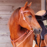 Alamo Saddlery - Western Bridle Elite Basket