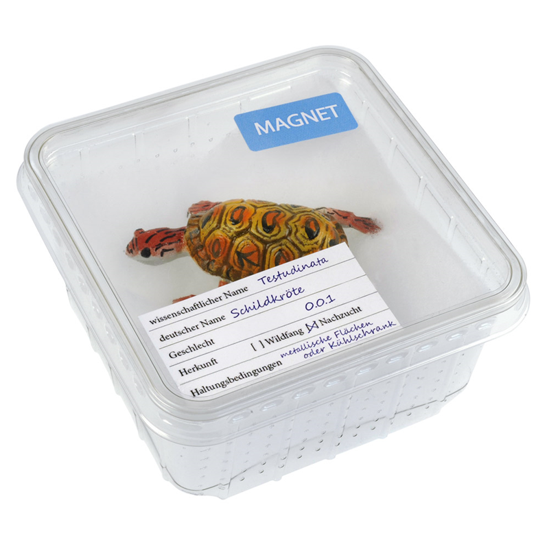 Magnetek Geko v škatli za žuželke